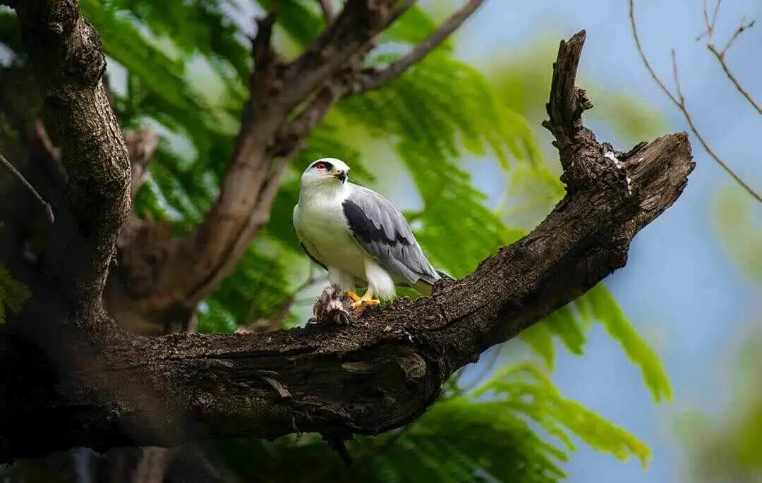 Black-winged Kite